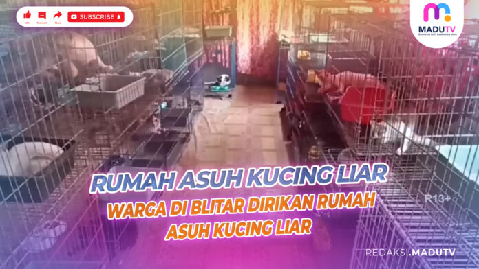 BLITAR - WARGA DI BLITAR DIRIKAN RUMAH ASUH KUCING LIAR