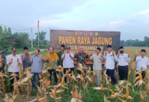 Panen Raya Jagung bersama kodim 0829 Bangkalan tokoh dan masyarakat tani di Banyuajuh Kecamatan Kamal, Bangkalan,