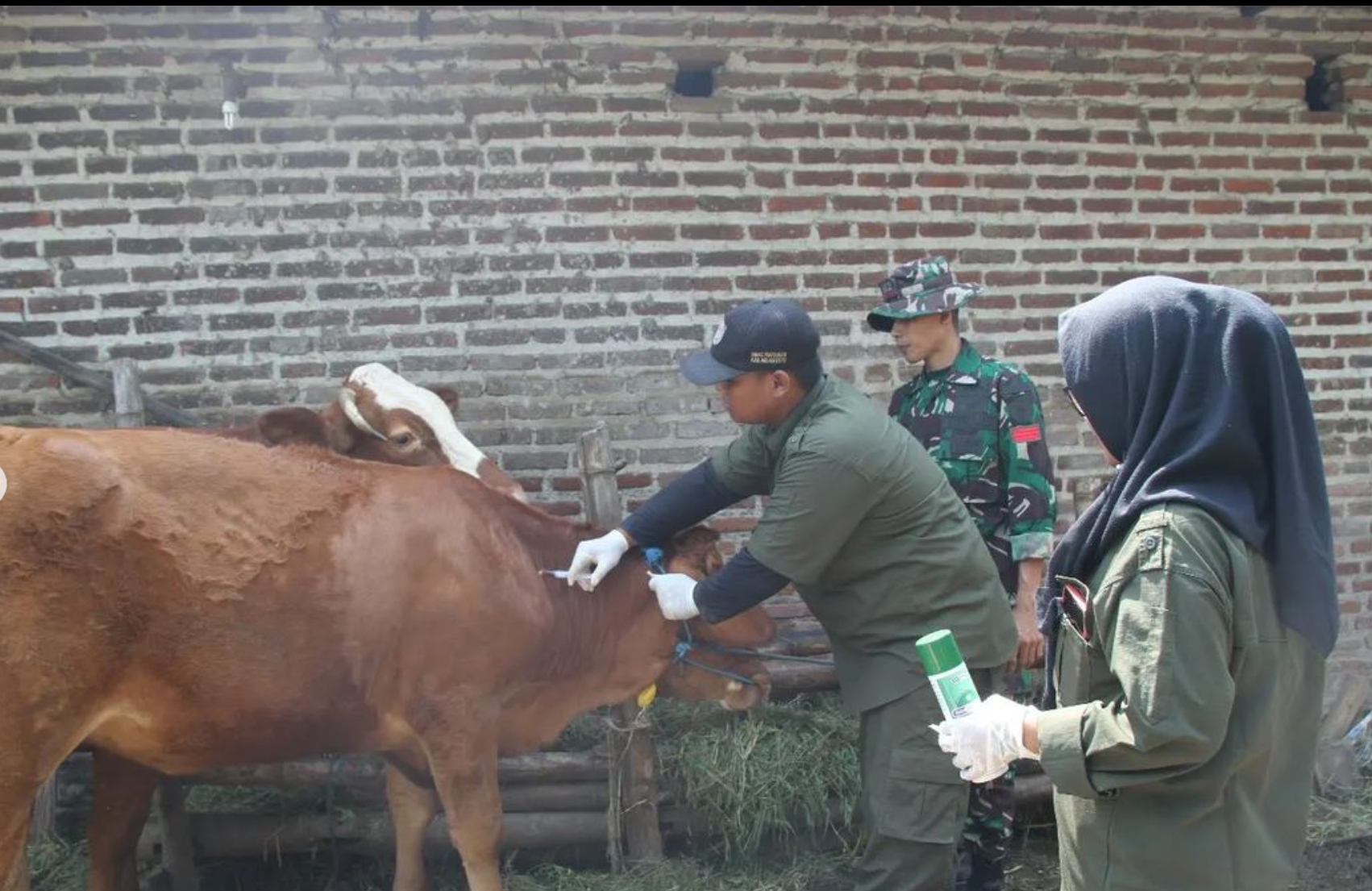 "TMMD Ke-116 Mojokerto: Sosialisasi Kesehatan Hewan, Langkah Strategis Meningkatkan Produktivitas dan Nilai Jual Ternak"