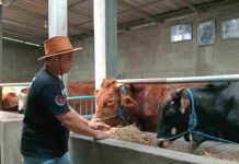 Jelang Idul Adha 1446 H, Penjualan Sapi Kurban di Madiun Alami Lonjakan