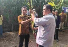 Nguri Nguri Budaya Pethik Tebu, KSO Kebun Dhoho Kediri Bersiap Penuhi Kebutuhan Gula Nasional