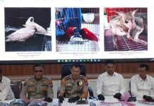 Polisi Gagalkan Penyelundupan 38 Satwa Dilindungi di Probolinggo, Seorang ABK Ditangkap