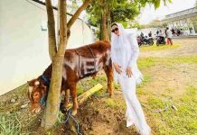 Semarak Idul Adha 1447 H, Yayasan Mega Makmur Mulya Sembelih Satu Ekor Sapi dan Kambing