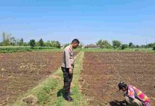Polisi Dampingi Petani di Sumber Wetan, Kawal Program Ketahanan Pangan dari Lahan Jagung Binaan